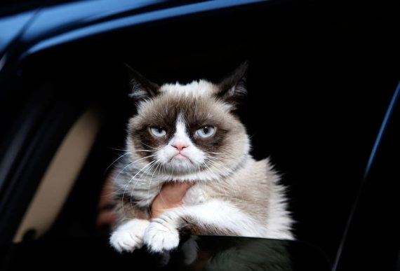 Grumpy Cat