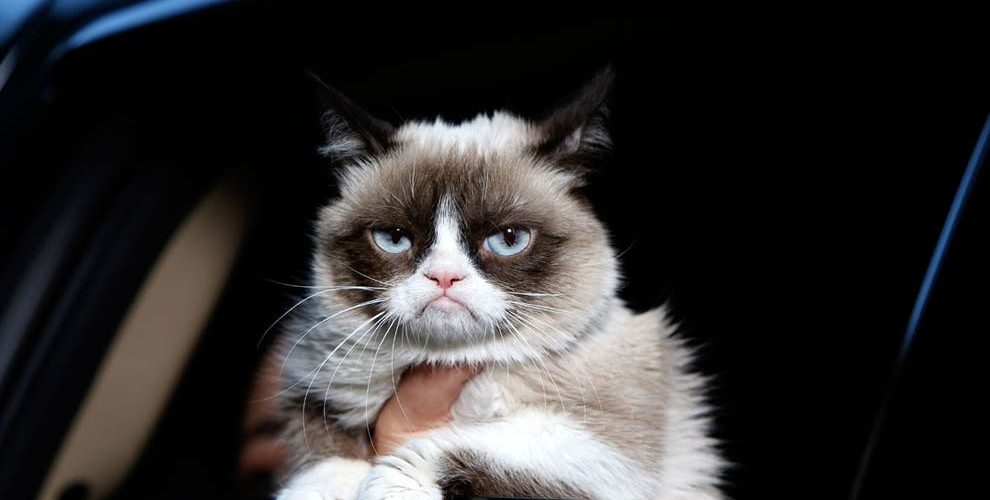 Grumpy Cat